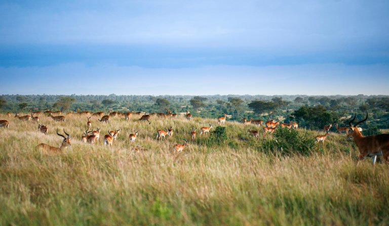 ጋምቤላ ብሔራዊ ፓርክ