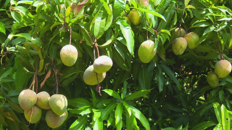 አርሶ አደሮች በአትክልት እና ፍራፍሬ ምርት ተጠቃሚ ሆነዋል