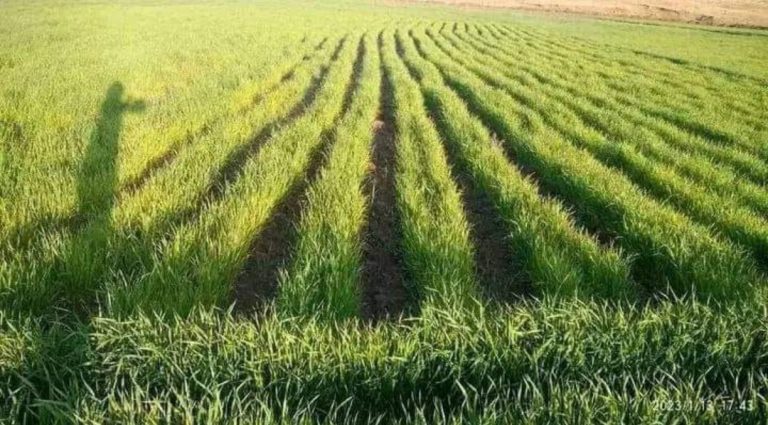 የተሻለ ምርት ለማግኘት እየተሠራ ነው