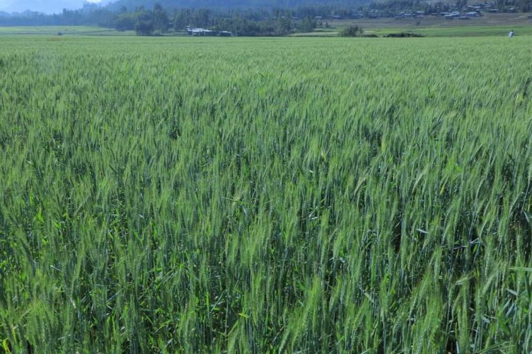 ለመስኖ ትኩረት ተሰጥቶ እየተሠራ ነው