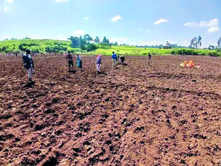 የመስኖ ልማት