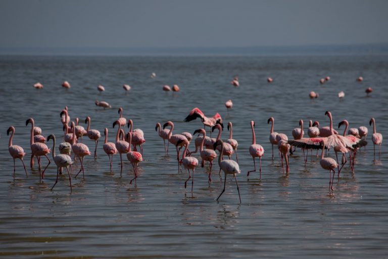 አቢያታ ሻላ ሐይቆች ብሔራዊ ፓርክ