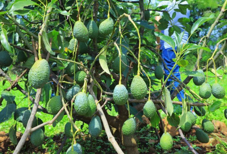 ማዕከሉ የተሻሻሉ የፍራፍሬ ዝርያዎችን ለአርሶ አደሮች ተደራሽ እያደረገ ነው