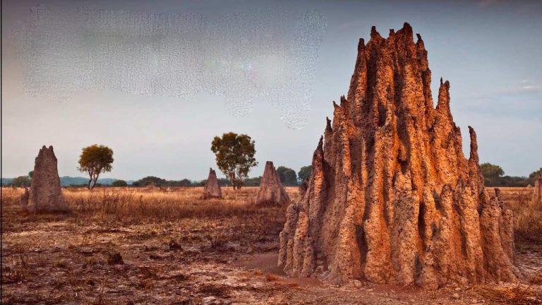 የገፀ ምድር መሀንዲሶቹ