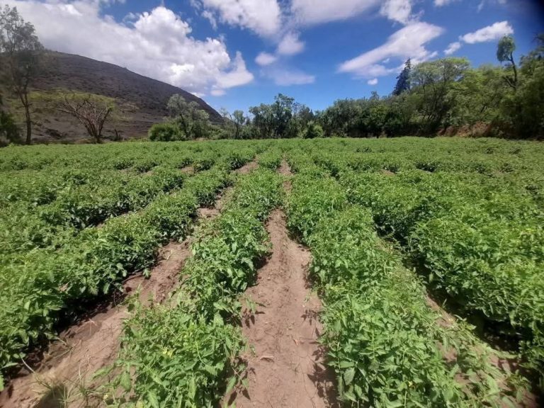 መስኖ ለታጣው ምርት ማካካሻ ሆኗል ተባለ