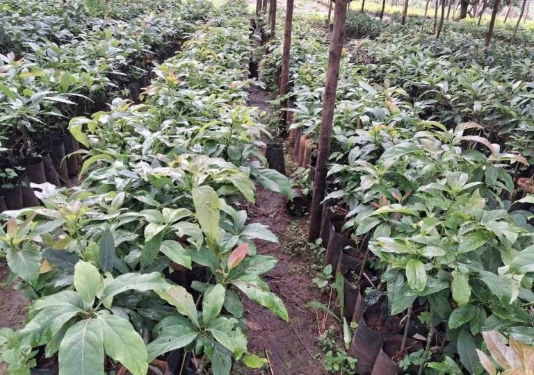 በክልሉ በአንድ ጀንበር 290 ሚሊዮን ችግኞች ለመትከል ዝግጅት ተደርጓል