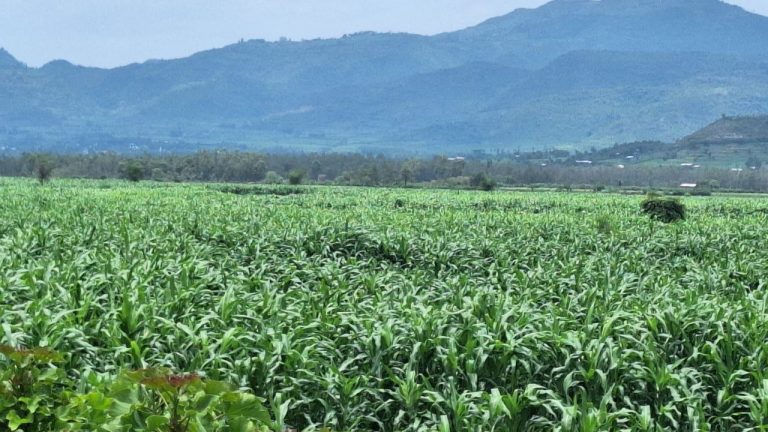 ከ58 ሺህ ሄክታር በላይ መሬት በዘር መሸፈኑ ተገለፀ