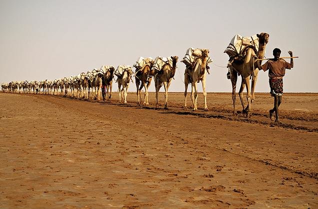 Camel-in-a-salt-caravan-Afar