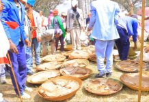 አቆልቋይ በአገው ማኅበረሰብ ዘንድ!